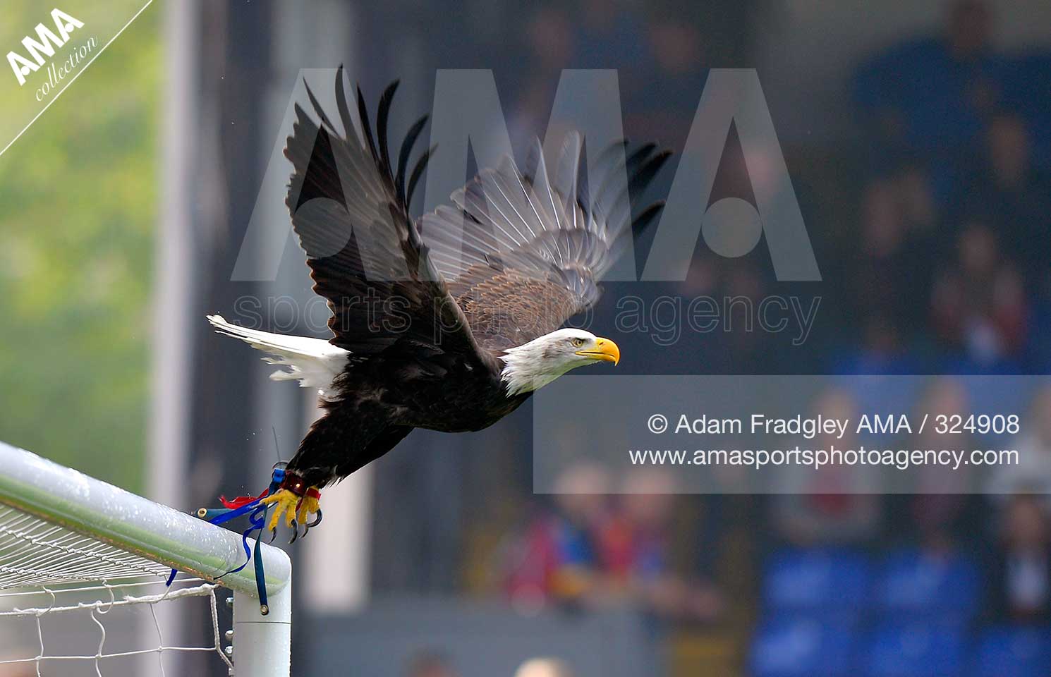 Barclays Premier League - Crystal Palace v West Bromwich Albion  - The Crystal Palace Bald Eagle mascot is flown on the pitch by a handler before the match