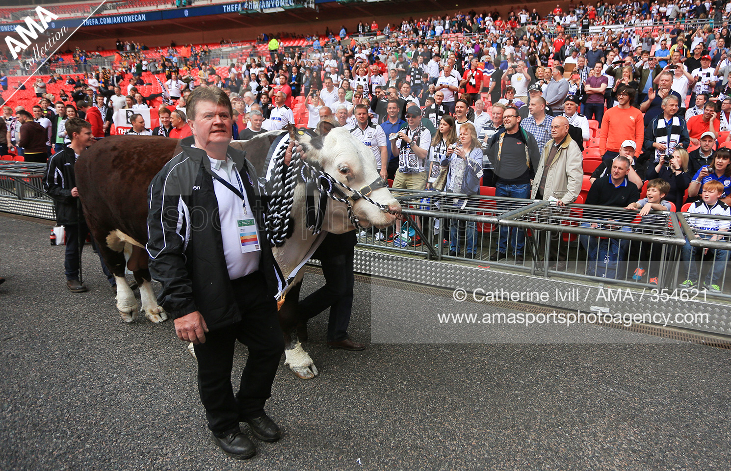 22 May 2016 - The FA Vase Final 2016 - Hereford FC v Morpeth Town - A bull is paraded around the pitch in front of the Hereford United fans © Catherine Ivill AMA 354621